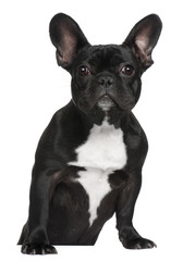 French Bulldog puppy, 7 months old, standing