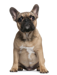 French Bulldog puppy, 6 months old, sitting