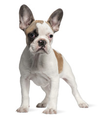 French Bulldog puppy, 3 months old, standing