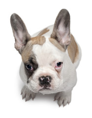 French Bulldog puppy, 3 months old, sitting
