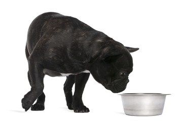 French Bulldog, 12 months old, sniffing a bowl