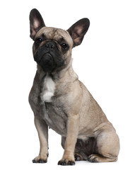 French Bulldog, 12 months old, sitting