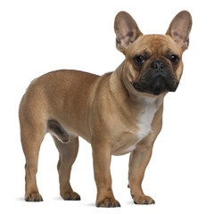 French Bulldog puppy, 7 months old, standing