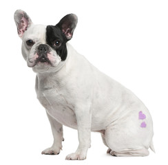 French Bulldog, 3 years old, with tattoo sitting