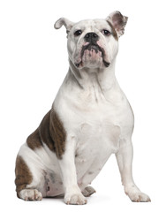 Obraz premium English Bulldog, 12 months old, sitting