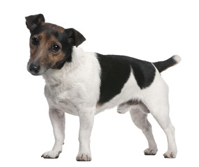 Jack Russell Terrier, 8 years old, standing