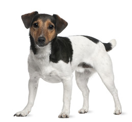 Jack Russell Terrier, 3 years old, standing