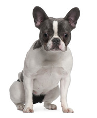 French Bulldog puppy, 9 months old, sitting