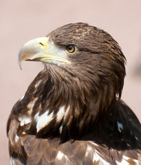 scottish sea eagle