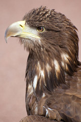 sea eagle of scotland