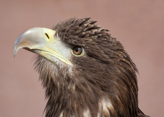 head and face of scottish sea eagle