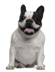 French Bulldog, 3 years old, sitting