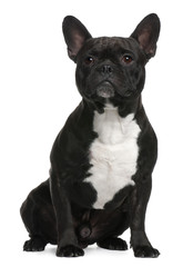 French Bulldog, 18 months old, sitting