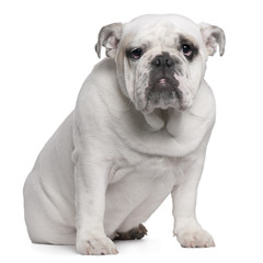 English Bulldog puppy, 7 months old, sitting