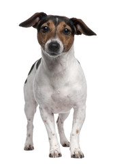 Jack Russell Terrier, 2 years old, standing