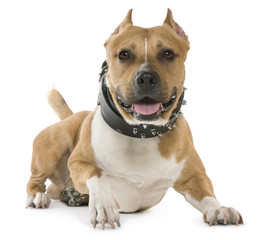 Obraz premium American Staffordshire Terrier, 5 years old, lying