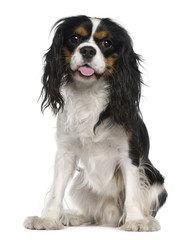 Cavalier king Charles spaniel, 1 year old, sitting