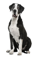 Great Dane, 7 years old, sitting in front of white background