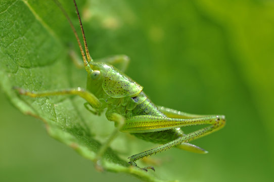 grillo verde