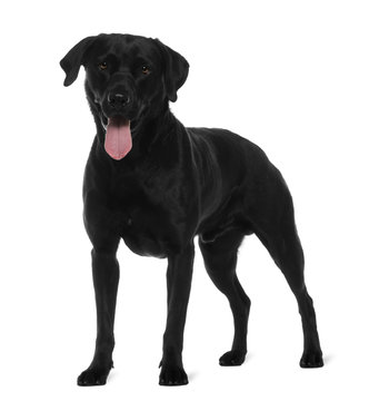 Labrador, 3 years old, standing in front of white background