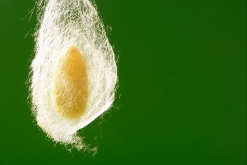 cocoon of silkworm hanging on silk worm net