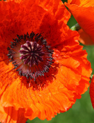 roter mohn