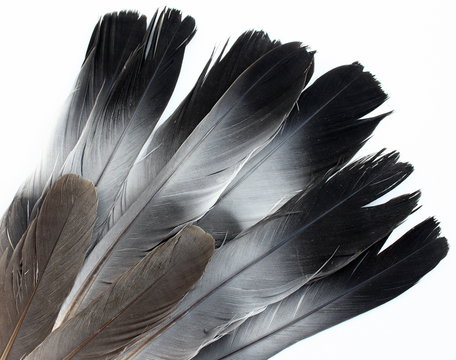 PLUME de pigeon