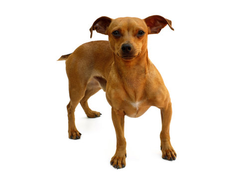 Chien pinscher nain