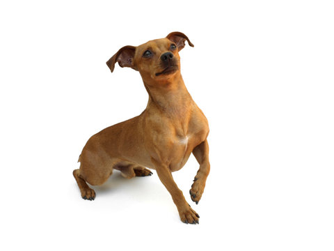 525 Best Pinsher Images Stock Photos Vectors Adobe Stock