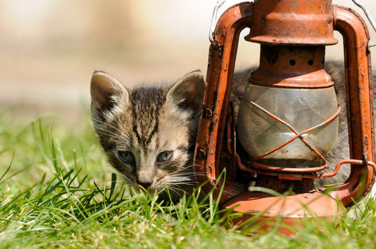 Katzenwelpe hinter Lampe