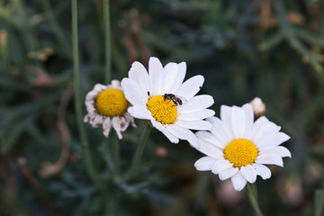 Obraz premium wasp on margueritte