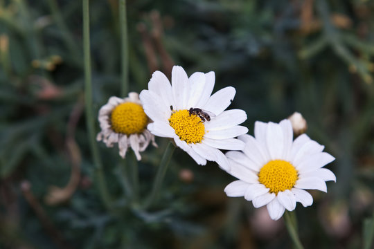 wasp on margueritte