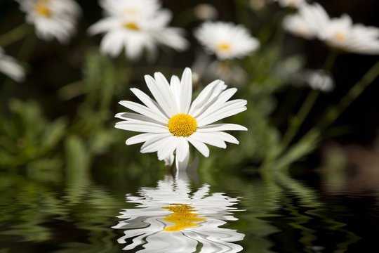 G&auml;nsebl&uuml;mchen am Teich