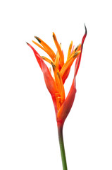 heloconia flower