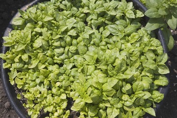 Basil Growing In The Garden