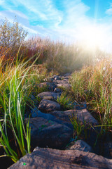 Stone pathway in green forest