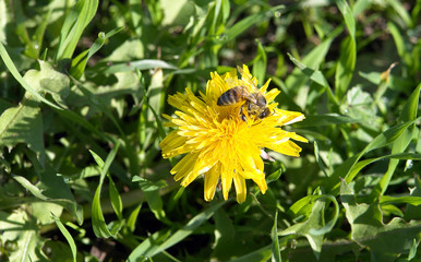 Flor silvestre y abeja