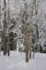 Trees Covered In Snow