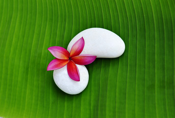 Plumeria flower