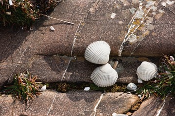 Obraz premium Clam Shells On A Rock