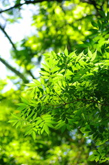 グリーーーーーーーーーーーン