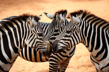 Deurstickers Drie zebra& 39 s zoenen © Worakit Sirijinda