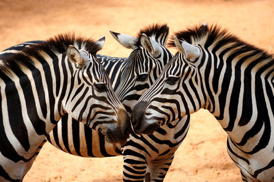 Fototapeta Three Zebras Kissing