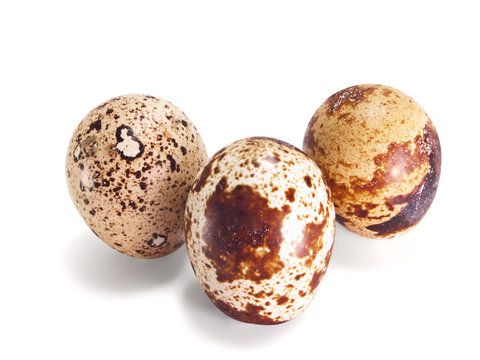 Motley quail eggs.