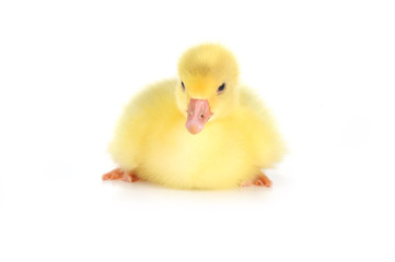 yellow fluffy duckling