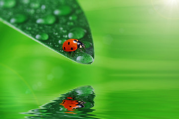 Obrazy  zielony liść z kroplami wody
