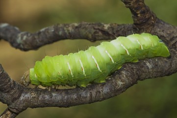 Polyphemus Moth Caterpillar Crawling On A Tree Limb