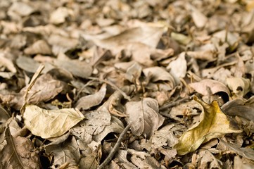 Dry, Brown Leaves On The Ground