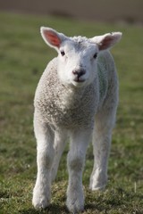 northumberland, england; a white lamb