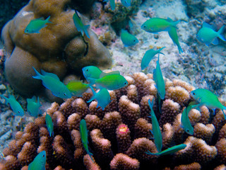 Naklejka na ściany i meble under water world at Maldives